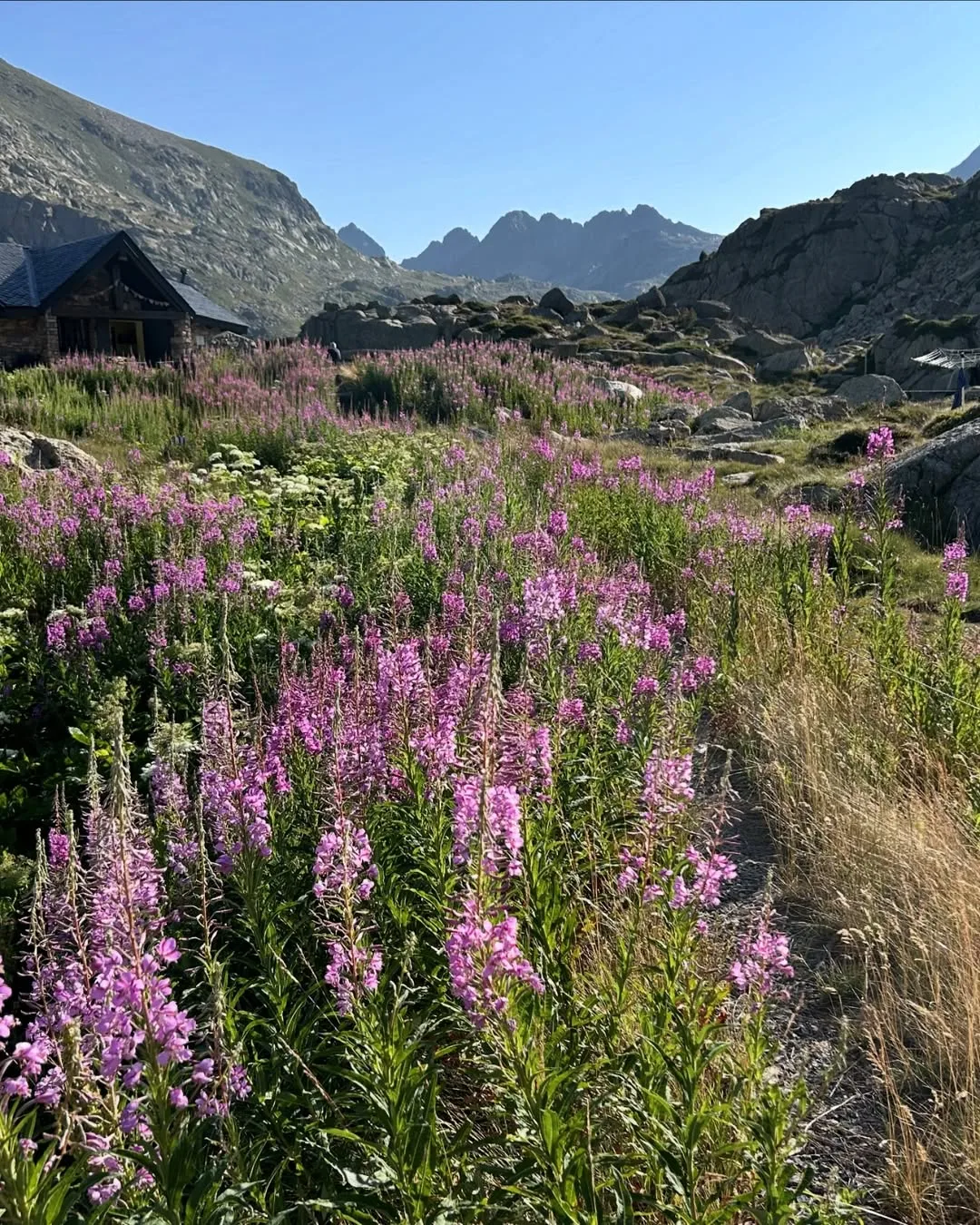 Refugi de Juclar envoltat de flors de lliri de pirineu a l'estiu